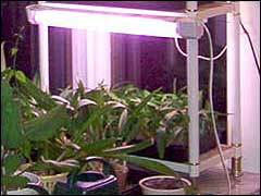 освещение растений